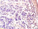 AMPK gamma 3/PRKAG3 Antibody in Immunohistochemistry (Paraffin) (IHC (P))