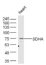 SDHA Antibody in Western Blot (WB)