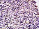 MDH1 Antibody in Immunohistochemistry (Paraffin) (IHC (P))
