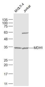 MDH1 Antibody in Western Blot (WB)