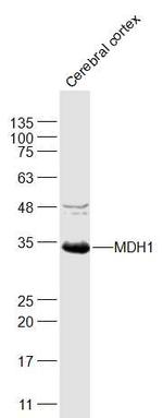 MDH1 Antibody in Western Blot (WB)