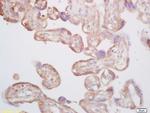 Thromboxane synthase Antibody in Immunohistochemistry (Paraffin) (IHC (P))