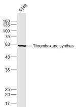 Thromboxane synthase Antibody in Western Blot (WB)