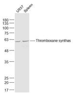 Thromboxane synthase Antibody in Western Blot (WB)