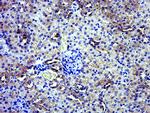 GPD2 Antibody in Immunohistochemistry (Paraffin) (IHC (P))