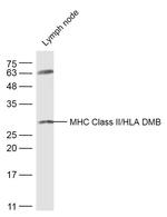 HLA-DPB1 Antibody in Western Blot (WB)