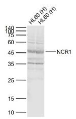 NCR1 Antibody in Western Blot (WB)
