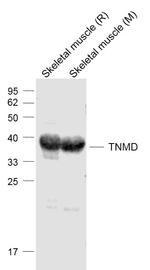 TNMD Antibody in Western Blot (WB)