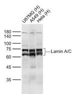 Lamin A/C Antibody in Western Blot (WB)