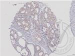 MEK5 Antibody in Immunohistochemistry (Paraffin) (IHC (P))