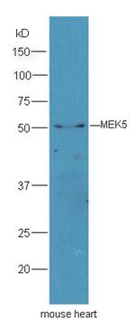 MEK5 Antibody in Western Blot (WB)