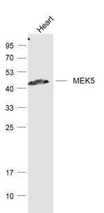 MEK5 Antibody in Western Blot (WB)