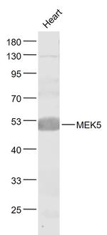 MEK5 Antibody in Western Blot (WB)