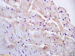 PAP2B Antibody in Immunohistochemistry (Paraffin) (IHC (P))