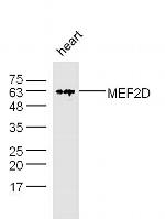MEF2D Antibody in Western Blot (WB)