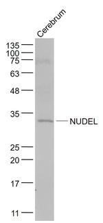 NUDEL Antibody in Western Blot (WB)
