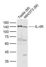 IL-4R Antibody in Western Blot (WB)