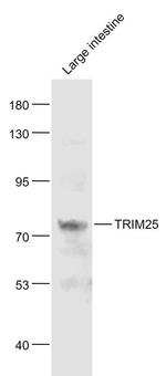 TRIM25 Antibody in Western Blot (WB)