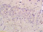 SLC29A4 Antibody in Immunohistochemistry (Paraffin) (IHC (P))
