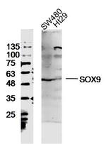 SOX9 Antibody in Western Blot (WB)