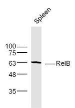RelB Antibody in Western Blot (WB)