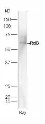 RelB Antibody in Western Blot (WB)