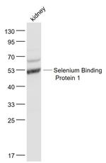 Selenium Binding Protein 1 Antibody in Western Blot (WB)