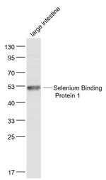 Selenium Binding Protein 1 Antibody in Western Blot (WB)