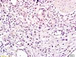 CHMP1A Antibody in Immunohistochemistry (Paraffin) (IHC (P))
