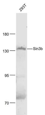 Sin3b Antibody in Western Blot (WB)