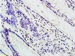 TBL1 Antibody in Immunohistochemistry (Paraffin) (IHC (P))