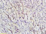 TBL1 Antibody in Immunohistochemistry (Paraffin) (IHC (P))