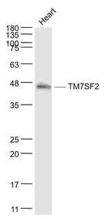 TM7SF2 Antibody in Western Blot (WB)