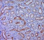 UGT1A9 Antibody in Immunohistochemistry (Paraffin) (IHC (P))