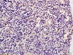 GLUT8 Antibody in Immunohistochemistry (Paraffin) (IHC (P))