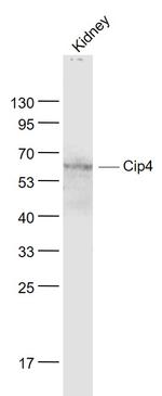 Cip4 Antibody in Western Blot (WB)