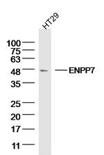 ENPP7 Antibody in Western Blot (WB)