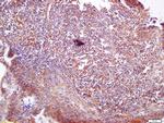 VAV3 Antibody in Immunohistochemistry (Paraffin) (IHC (P))