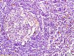 CD74 Antibody in Immunohistochemistry (Paraffin) (IHC (P))