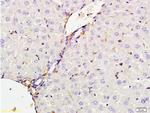 CXCL13/BCA1 Antibody in Immunohistochemistry (Paraffin) (IHC (P))