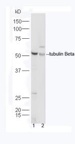 tubulin Beta Antibody in Western Blot (WB)