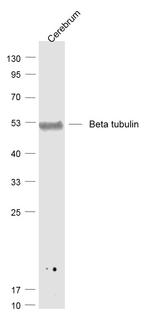 tubulin Beta Antibody in Western Blot (WB)