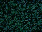 beta 3 Tubulin Antibody in Immunocytochemistry (ICC/IF)