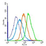 Bcl-2 Antibody in Flow Cytometry (Flow)