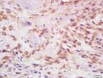 IGF 1 Antibody in Immunohistochemistry (Paraffin) (IHC (P))
