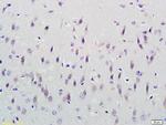 CUEDC2 Antibody in Immunohistochemistry (Paraffin) (IHC (P))