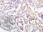 CUEDC2 Antibody in Immunohistochemistry (Paraffin) (IHC (P))