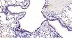 CUEDC2 Antibody in Immunohistochemistry (Paraffin) (IHC (P))