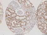 AQP2 Antibody in Immunohistochemistry (Paraffin) (IHC (P))