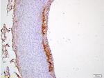 ICAM1 Antibody in Immunohistochemistry (Paraffin) (IHC (P))